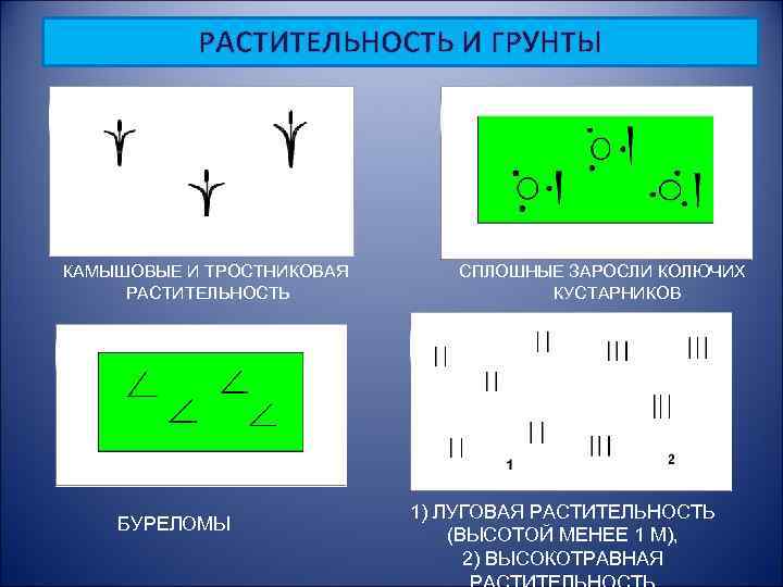 РАСТИТЕЛЬНОСТЬ И ГРУНТЫ КАМЫШОВЫЕ И ТРОСТНИКОВАЯ РАСТИТЕЛЬНОСТЬ БУРЕЛОМЫ СПЛОШНЫЕ ЗАРОСЛИ КОЛЮЧИХ КУСТАРНИКОВ 1) ЛУГОВАЯ