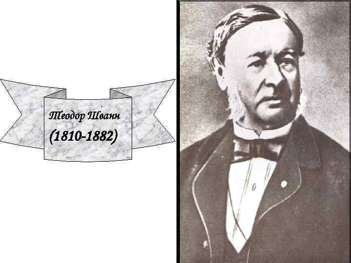 Теодор Шванн (1810 -1882) 