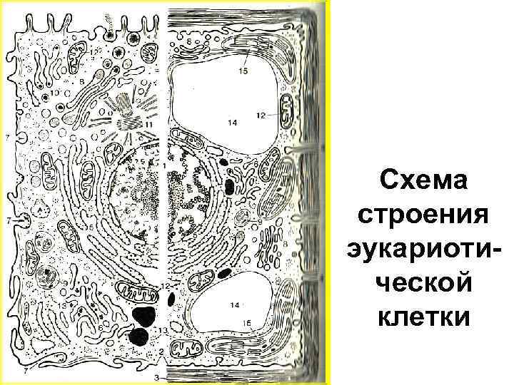 Схема строения эукариотической клетки 