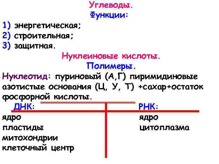 Углеводы. Функции: 1) энергетическая; 2) строительная; 3) защитная. Нуклеиновые кислоты. Полимеры. Нуклеотид: пуриновый (А,