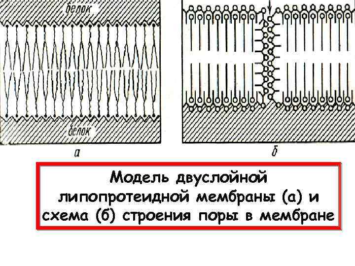 Модель двуслойной липопротеидной мембраны (а) и схема (б) строения поры в мембране 