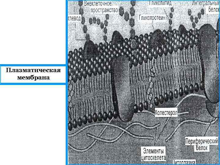 Плазматическая мембрана 