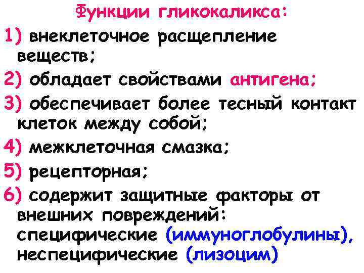 Функции гликокаликса: 1) внеклеточное расщепление веществ; 2) обладает свойствами антигена; 3) обеспечивает более тесный
