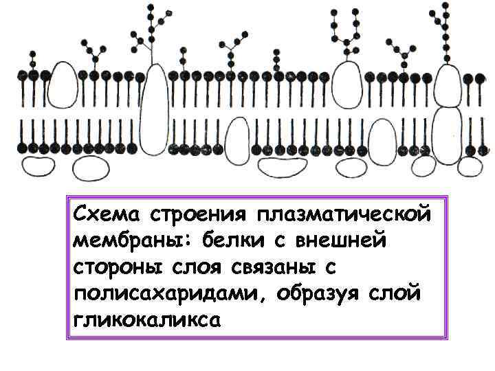 Схема строения плазматической мембраны: белки с внешней стороны слоя связаны с полисахаридами, образуя слой