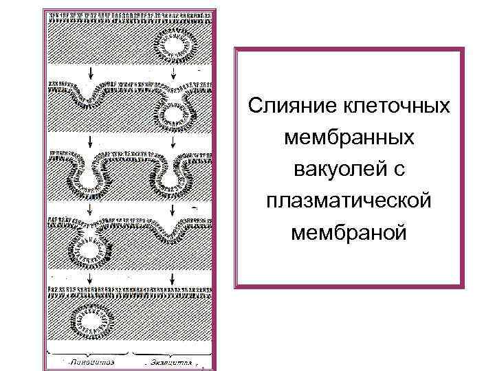 Слияние клеточных мембранных вакуолей с плазматической мембраной 
