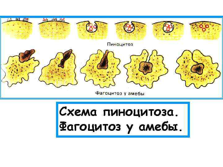 Схема пиноцитоза. Фагоцитоз у амебы. 