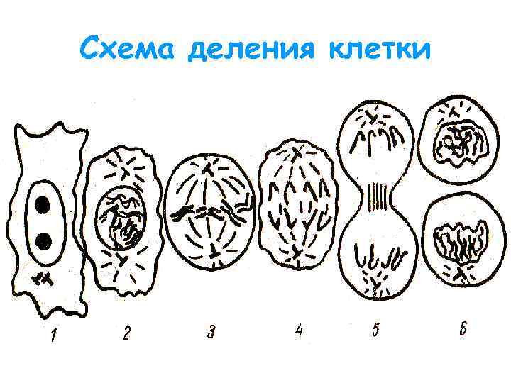 Схема деления клетки 