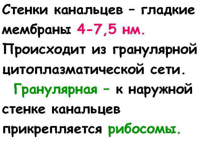 Стенки канальцев – гладкие мембраны 4 -7, 5 нм. Происходит из гранулярной цитоплазматической сети.