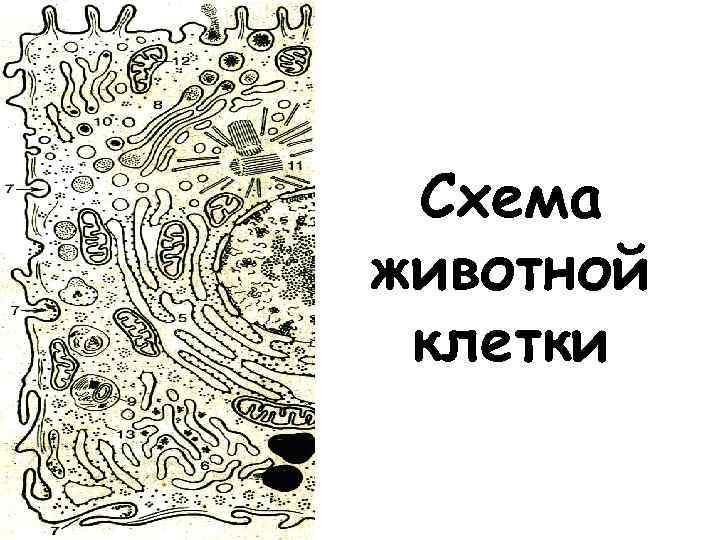 Схема животной клетки 