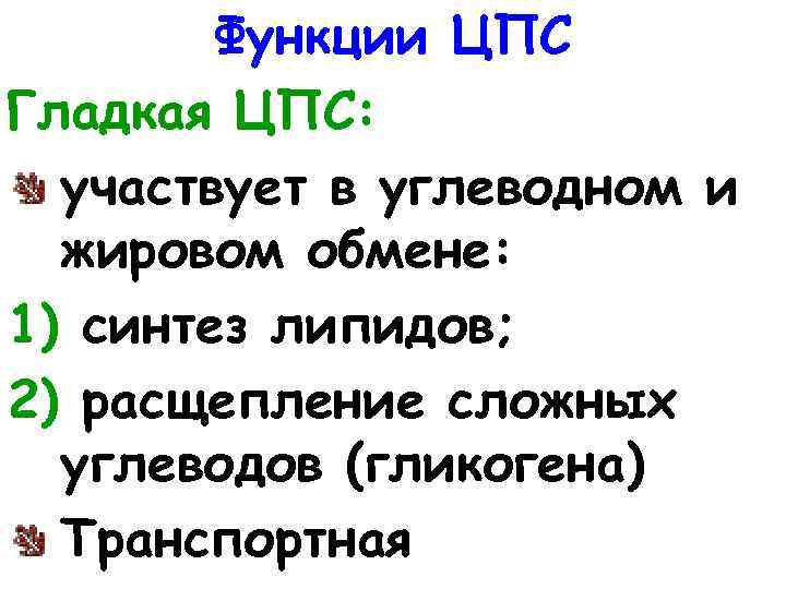 Функции ЦПС Гладкая ЦПС: участвует в углеводном и жировом обмене: 1) синтез липидов; 2)