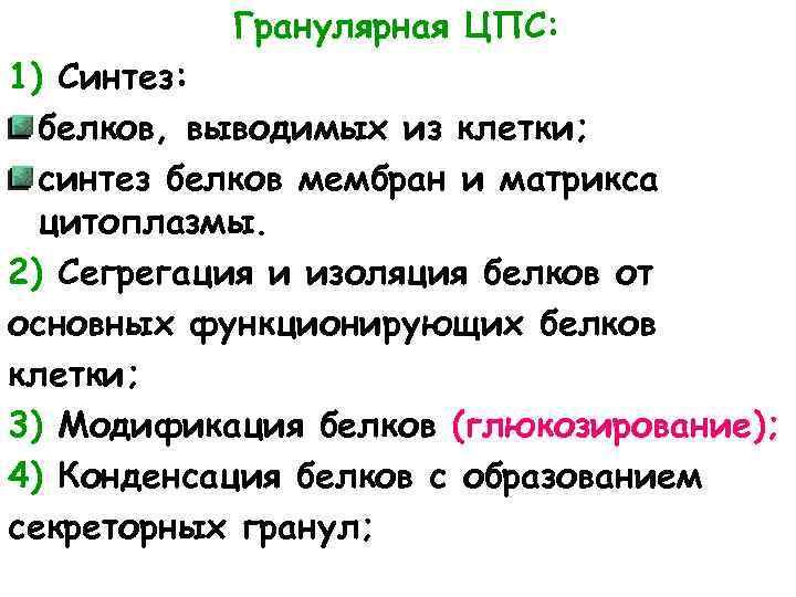 Гранулярная ЦПС: 1) Синтез: белков, выводимых из клетки; синтез белков мембран и матрикса цитоплазмы.