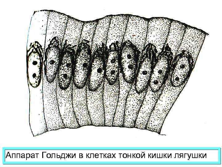 Аппарат Гольджи в клетках тонкой кишки лягушки 