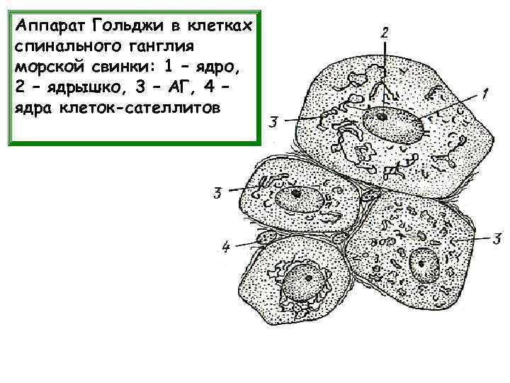 Аппарат Гольджи в клетках спинального ганглия морской свинки: 1 – ядро, 2 – ядрышко,