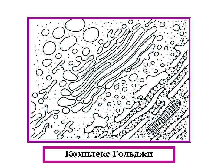 Комплекс Гольджи 