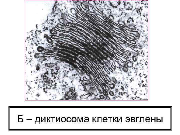 Б – диктиосома клетки эвглены 