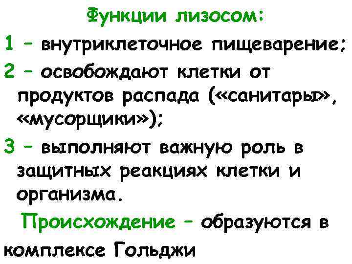 Функции лизосом: 1 – внутриклеточное пищеварение; 2 – освобождают клетки от продуктов распада (