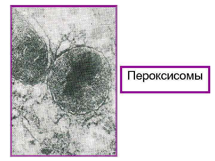 Пероксисомы 
