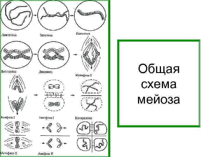 Общая схема мейоза 