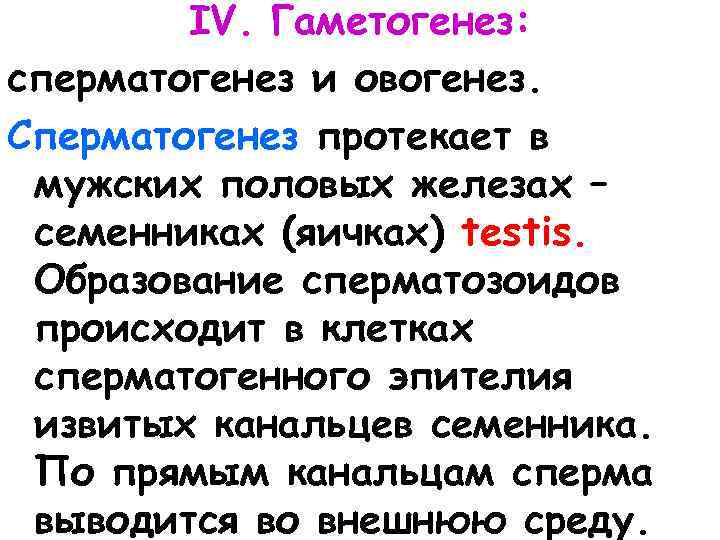 IV. Гаметогенез: сперматогенез и овогенез. Сперматогенез протекает в мужских половых железах – семенниках (яичках)