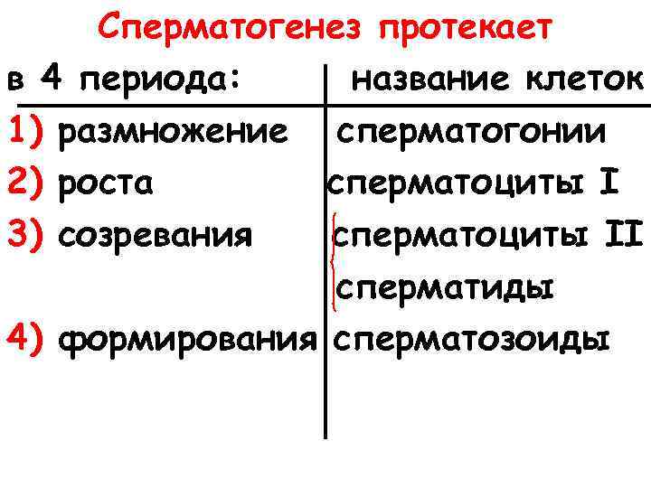 Сперматогенез протекает в 4 периода: название клеток 1) размножение сперматогонии 2) роста сперматоциты I