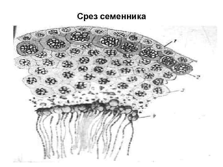 Срез семенника 