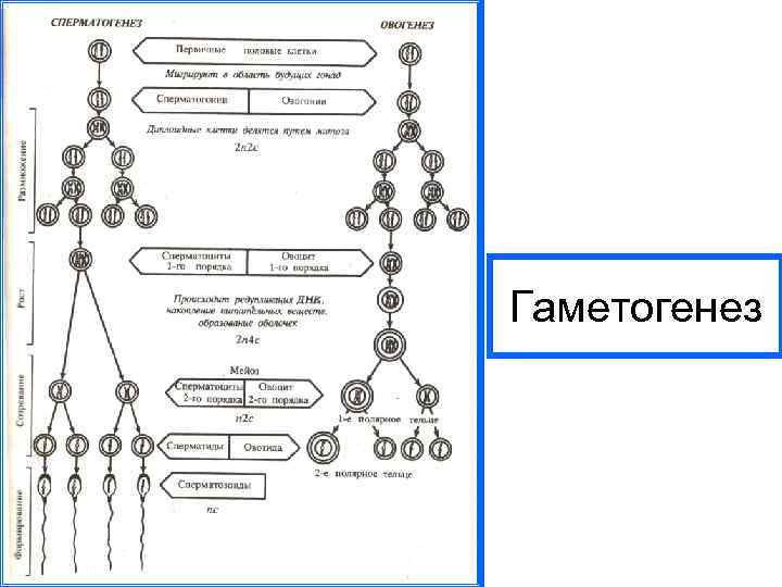 Гаметогенез 