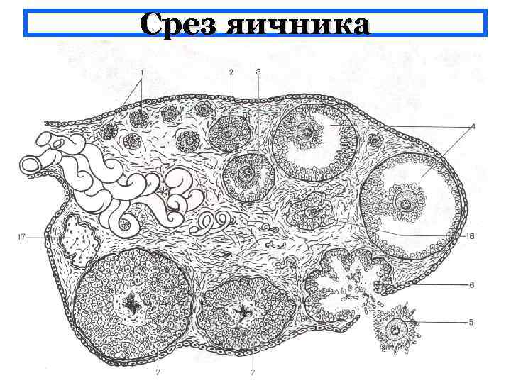 Срез яичника 