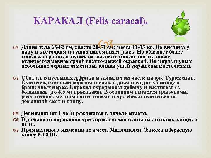 КАРАКАЛ (Felis caracal). Длина тела 65 -82 см, хвоста 20 -31 см; масса 11