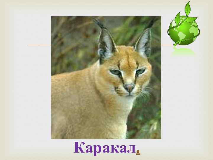  Каракал. 
