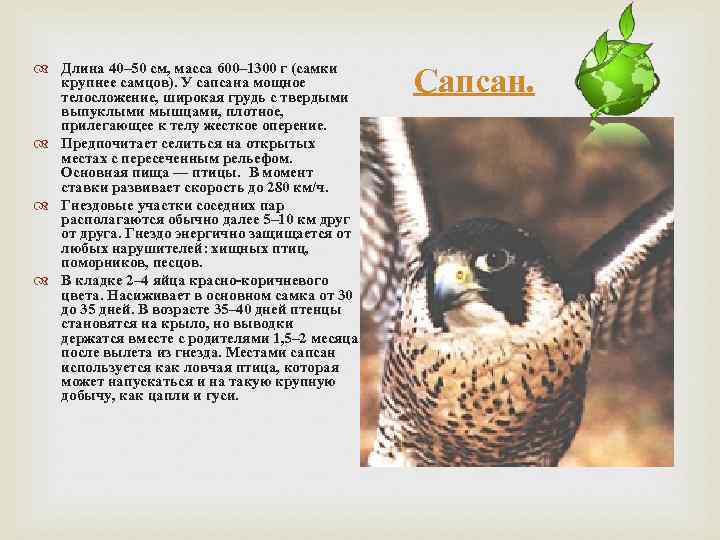  Длина 40– 50 см, масса 600– 1300 г (самки крупнее самцов). У сапсана