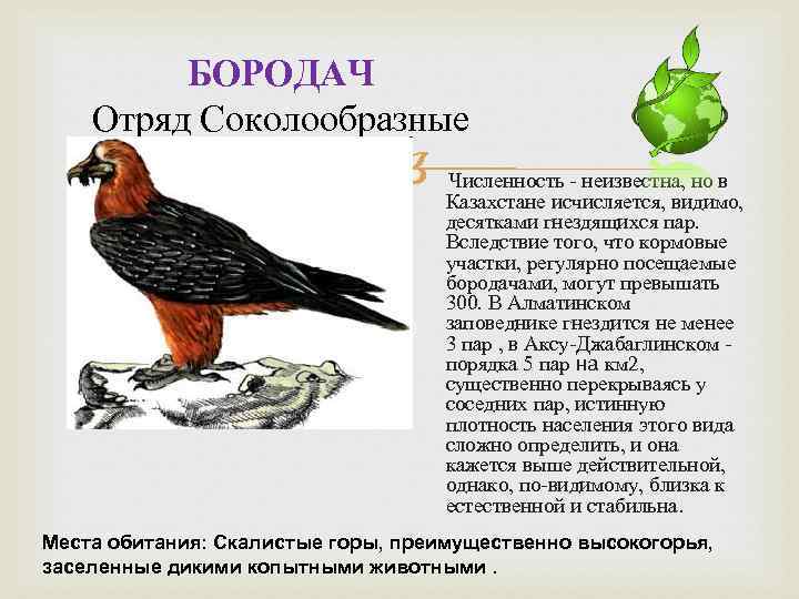 БОРОДАЧ Отряд Соколообразные Численность - неизвестна, но в Казахстане исчисляется, видимо, десятками гнездящихся пар.