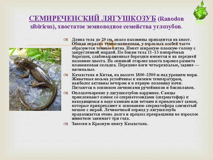 СЕМИРЕЧЕНСКИЙ ЛЯГУШКОЗУБ (Ranodon sibiricus), хвостатое земноводное семейства углозубов. Длина тела до 20 см, около