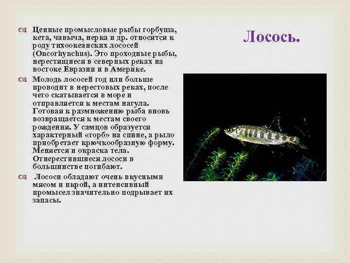  Ценные промысловые рыбы горбуша, кета, чавыча, нерка и др. относятся к роду тихоокеанских