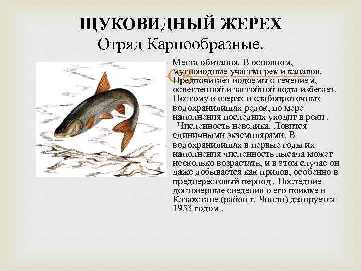 ЩУКОВИДНЫЙ ЖЕРЕХ Отряд Карпообразные. Места обитания. В основном, мутноводные участки рек и каналов. Предпочитает