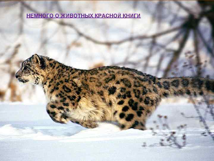 НЕМНОГО О ЖИВОТНЫХ КРАСНОЙ КНИГИ 