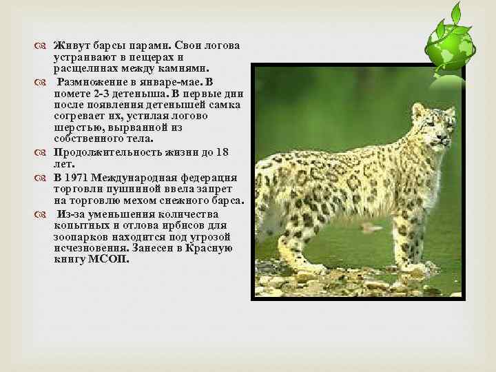  Живут барсы парами. Свои логова устраивают в пещерах и расщелинах между камнями. Размножение