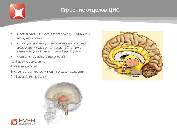 Строение отделов ЦНС Промежуточный мозг (Diencephalon) — отдел т. н. переднего мозга. • Структуры