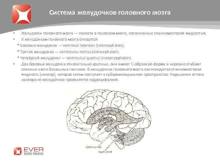 Система желудочков головного мозга • Желудочки головного мозга — полости в головном мозге, заполненные