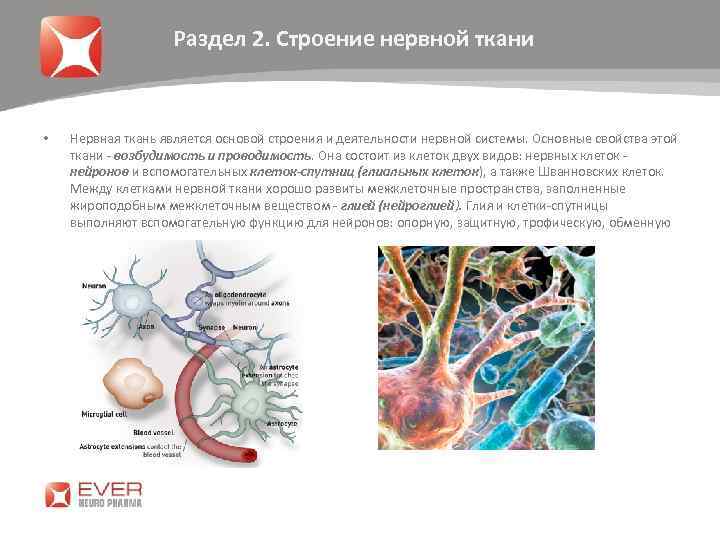 Раздел 2. Строение нервной ткани • Нервная ткань является основой строения и деятельности нервной