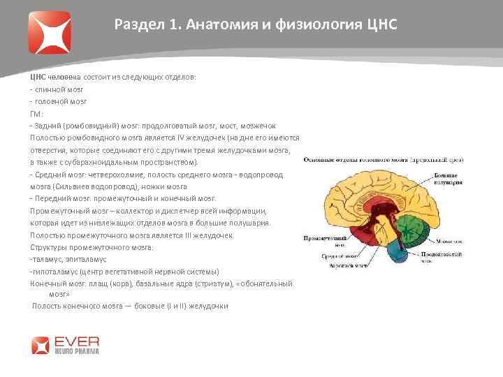 Раздел 1. Анатомия и физиология ЦНС человека состоит из следующих отделов: - спинной мозг