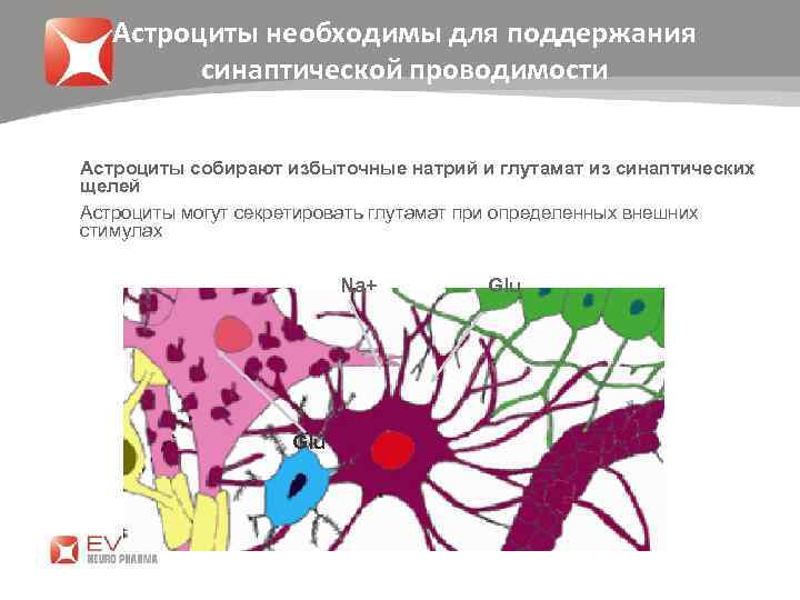 Астроциты необходимы для поддержания синаптической проводимости Астроциты собирают избыточные натрий и глутамат из синаптических