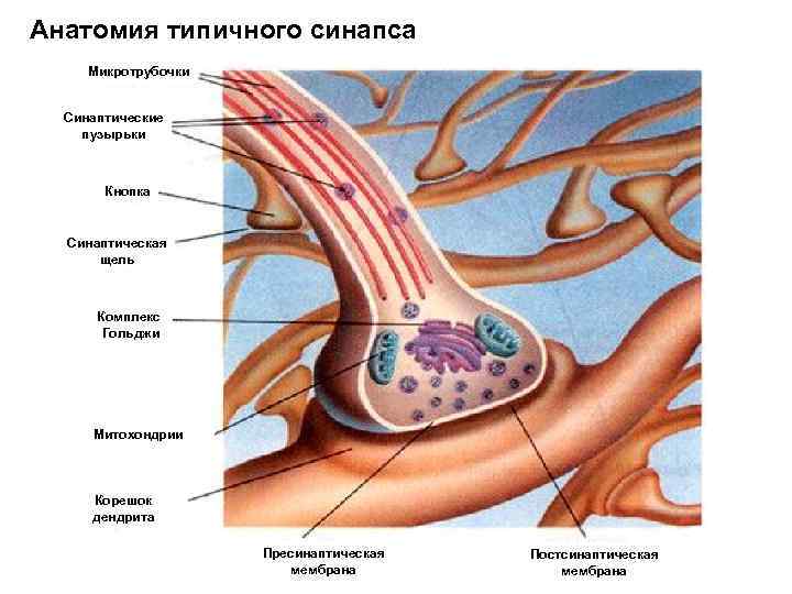Анатомия типичного синапса Микротрубочки Синаптические пузырьки Кнопка Синаптическая щель Комплекс Гольджи Митохондрии Корешок дендрита