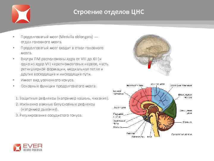 Строение отделов ЦНС • • • Продолговатый мозг (Medulla oblongata) — отдел головного мозга.