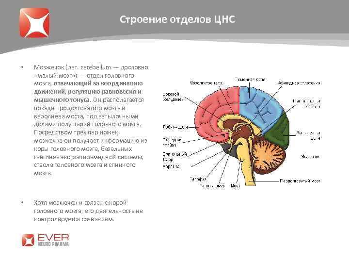 Строение отделов ЦНС • Мозжечок (лат. cerebellum — дословно «малый мозг» ) — отдел