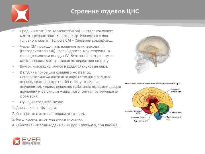 Строение отделов ЦНС Средний мозг (лат. Mesencephalon) — отдел головного мозга, древний зрительный центр.