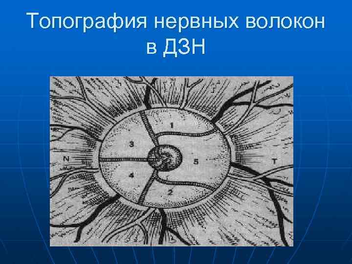 Топография нервных волокон в ДЗН 
