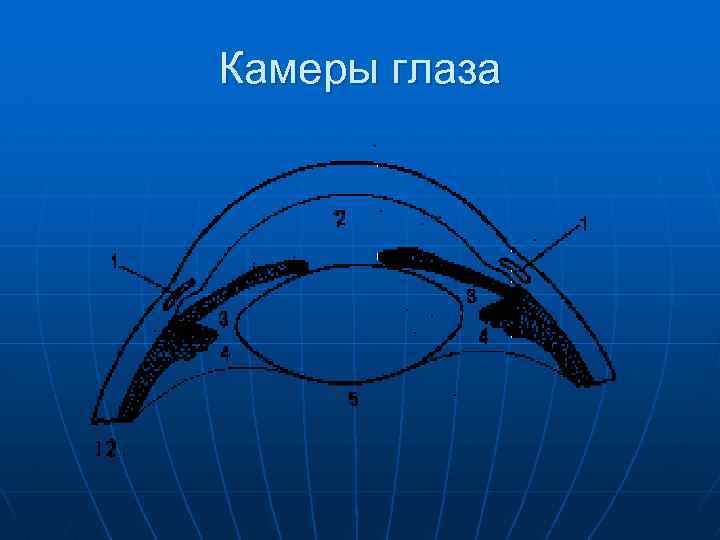 Камера око. Стенки задней камеры глаза. Оптические камеры глаза. Камеры глаза функции.