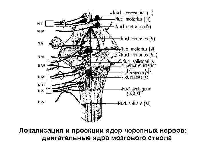 Локализация и проекции ядер черепных нервов: двигательные ядра мозгового ствола 