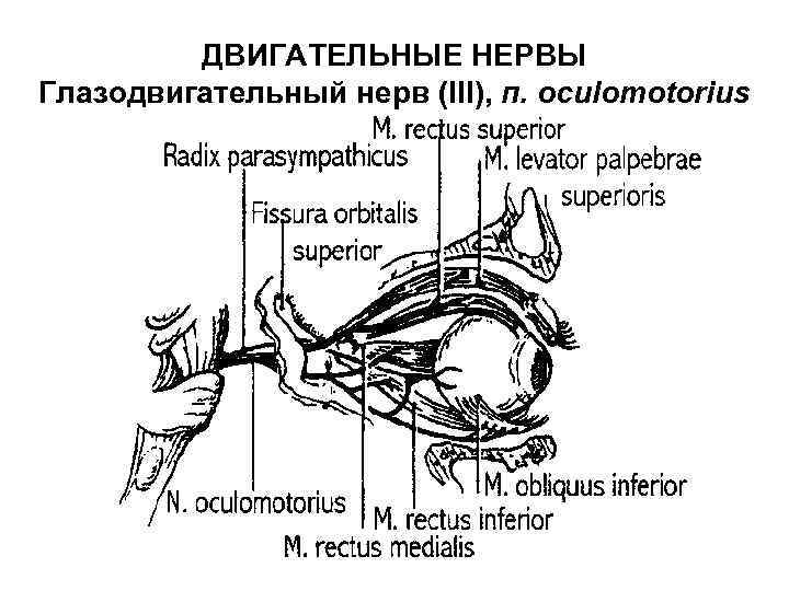 ДВИГАТЕЛЬНЫЕ НЕРВЫ Глазодвигательный нерв (III), п. oculomotorius 