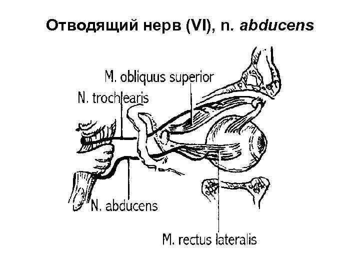 Отводящий нерв (VI), n. abducens 